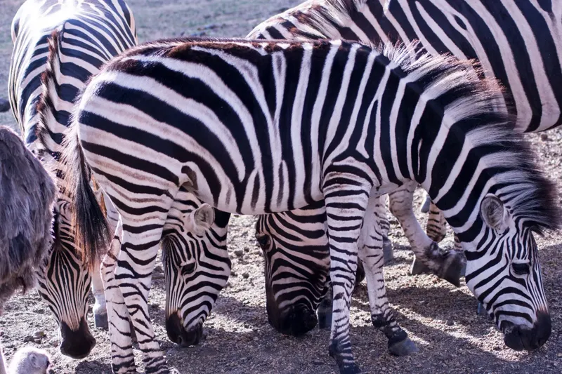 4-Day Best Safari in Tarangire, Serengeti & Ngorongoro - Tanzania safari gallery image