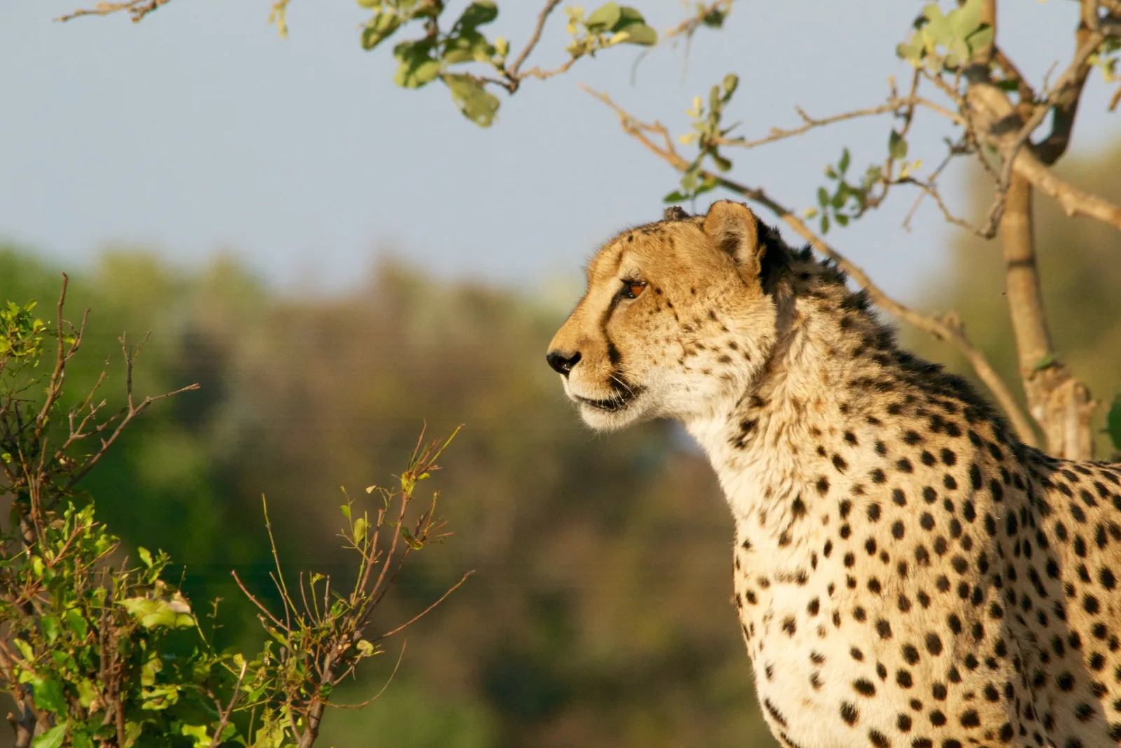 4-Day Best Safari in Tarangire, Serengeti & Ngorongoro - Tanzania safari gallery image