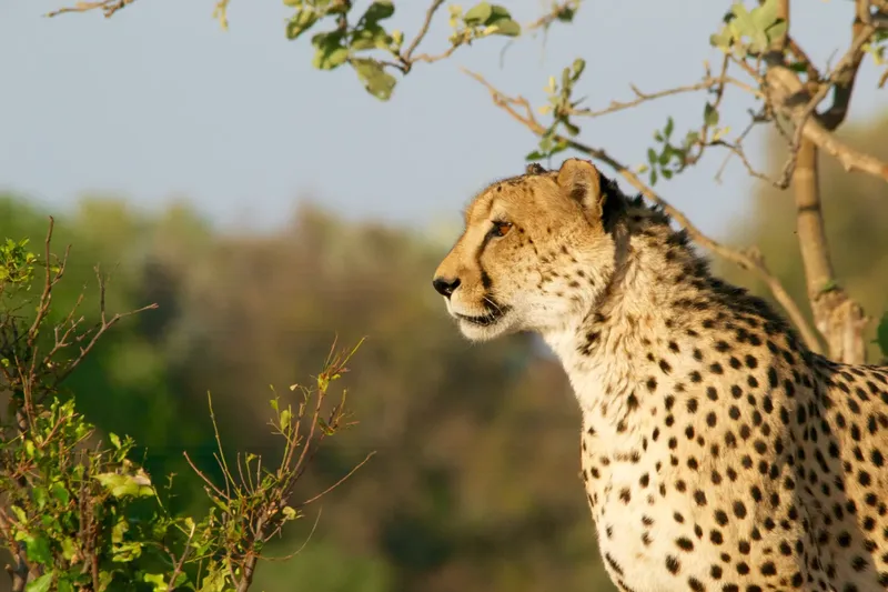 4-Day Best Safari in Tarangire, Serengeti & Ngorongoro - Tanzania safari gallery image