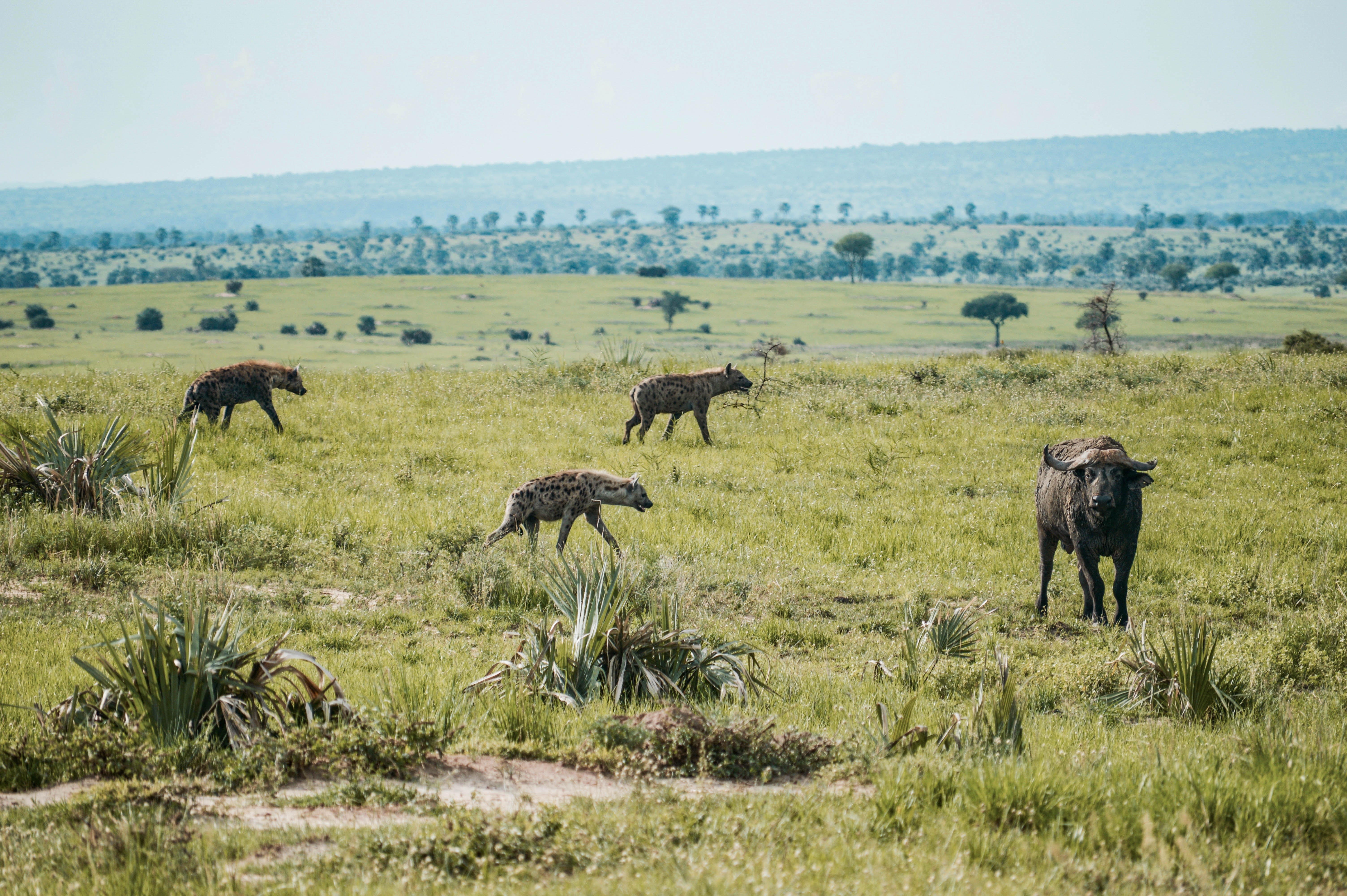 13-Day Tanzania Safari &Zanzibar Beach Paradise Retreat - Tanzania safari gallery image