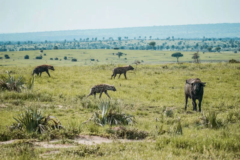 13-Day Tanzania Safari &Zanzibar Beach Paradise Retreat - Tanzania safari gallery image