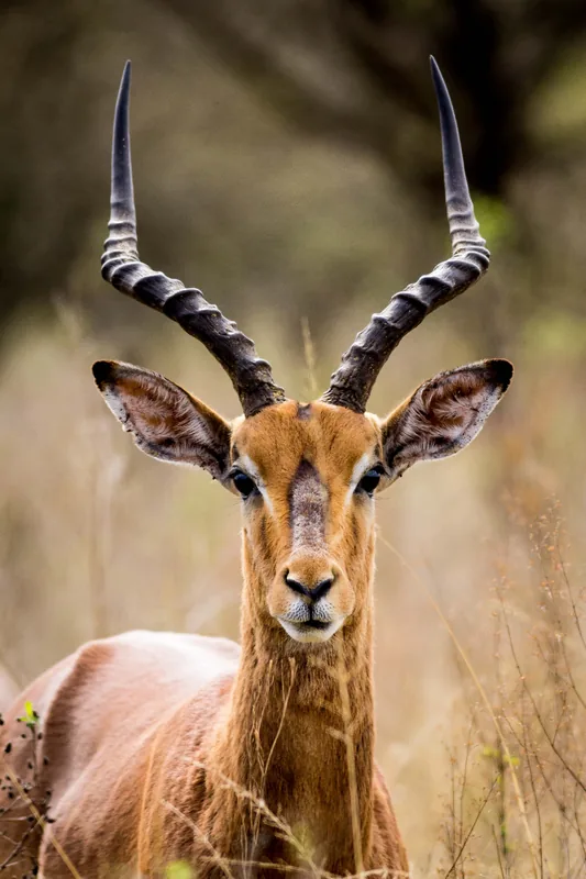 11-Day Big 5 Safari & Zanzibar - Mid -Range - Tanzania safari