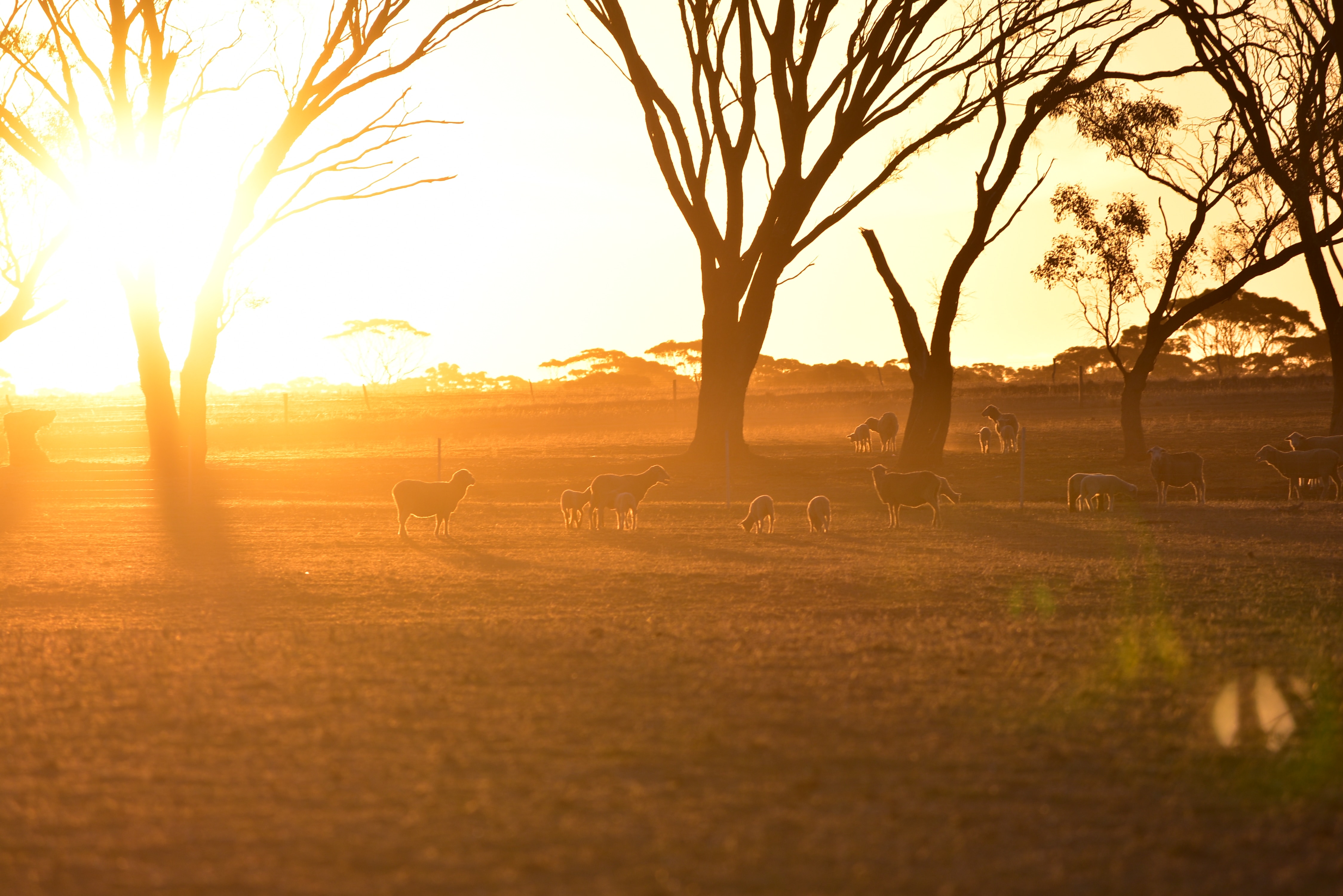 13-Day Kenya/Tanzania Best Budget Safari - Tanzania safari