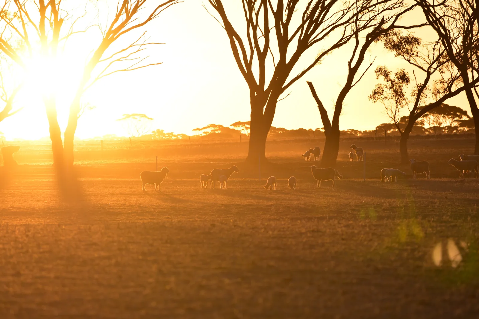 13-Day Kenya/Tanzania Best Budget Safari - Tanzania safari hero photo