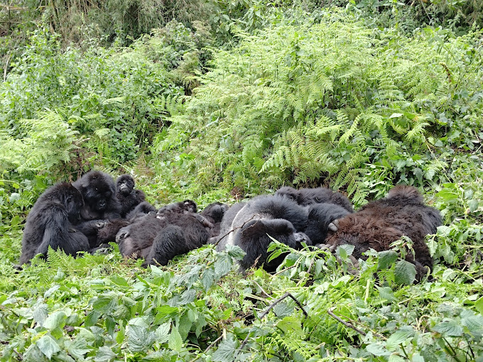 1-Day Trekking Gorillas in Volcanoes National Park - Rwanda safari