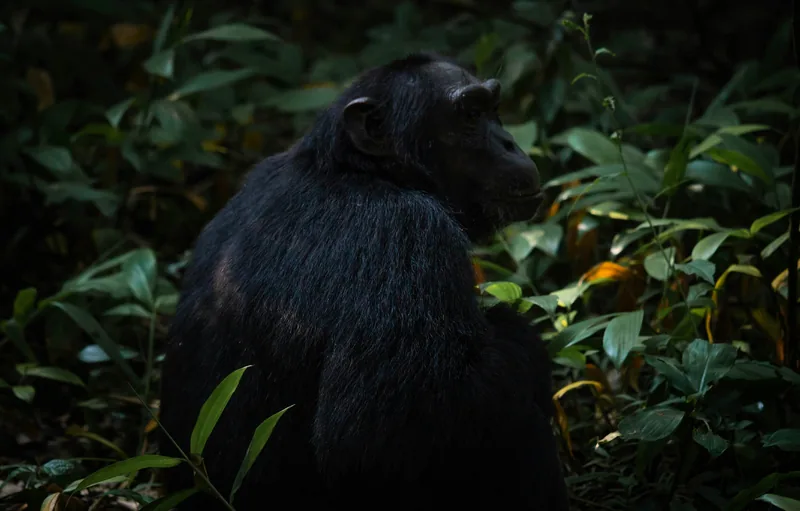 7-Day Best of Rwanda and Tanzania Safari - 2026 - 2027
