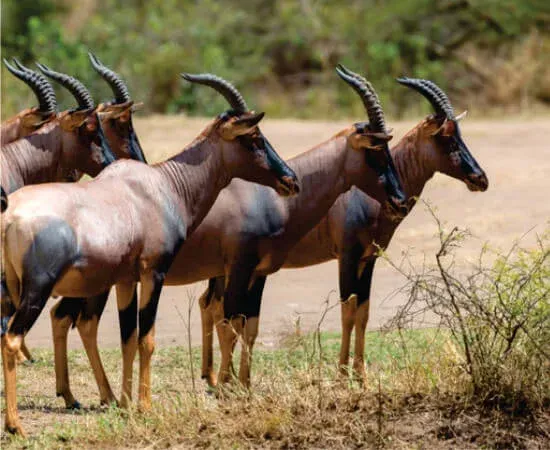 ½-Day Nairobi National Park - Daily Group Joining Tour - Kenya safaris