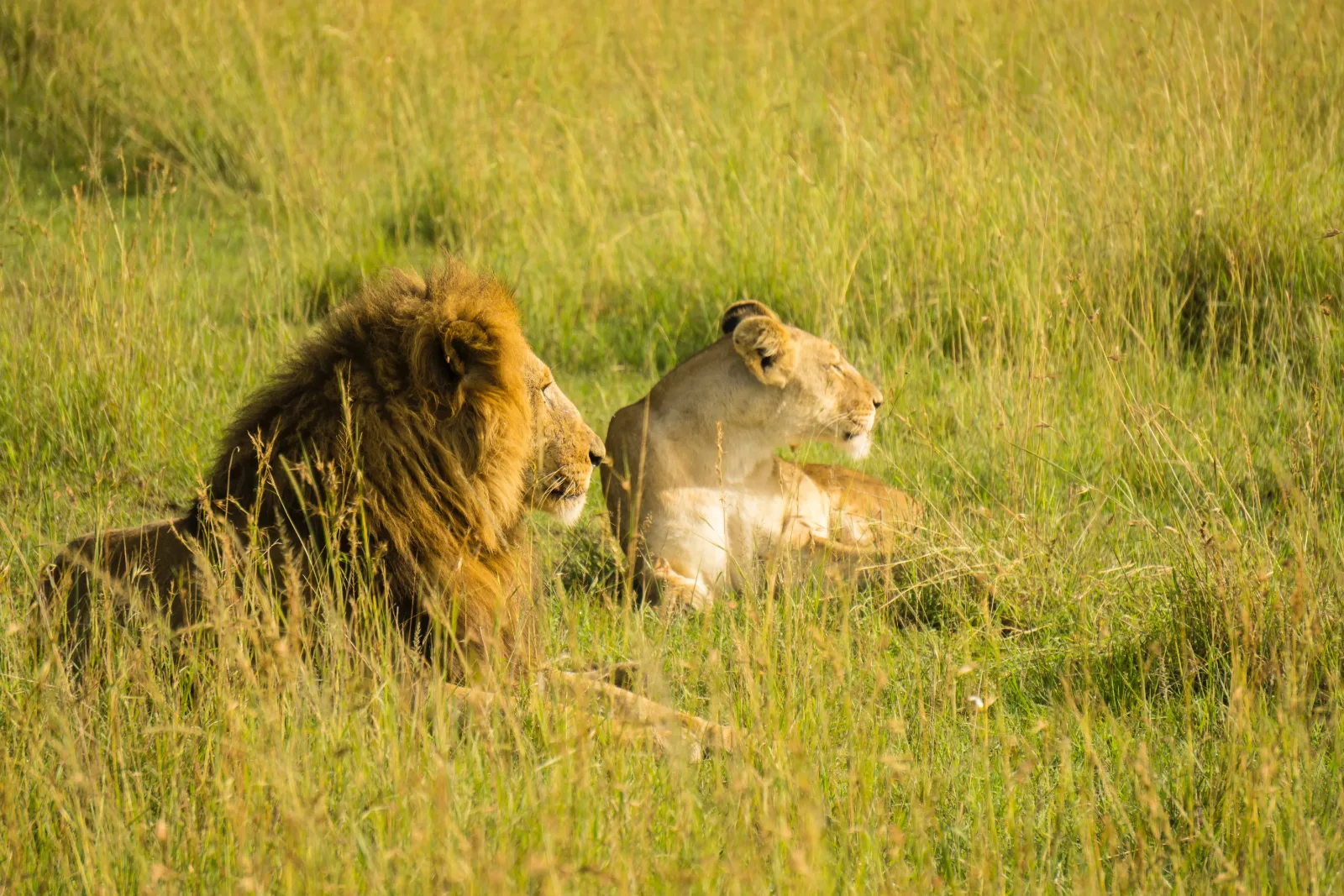 2-Day Masai Mara Shared Budget Tour Using Safari Van - Kenya tours gallery image