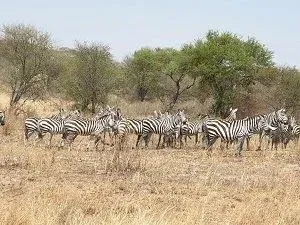 1-Day Lake Manyara Private Safari gallery image