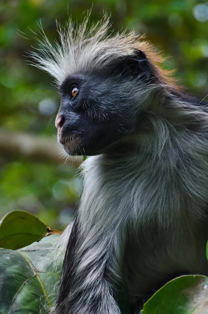 Explore The Best 18 Days Jozani Forest Tour in Zanzibar Island and Beach Holiday hero photo