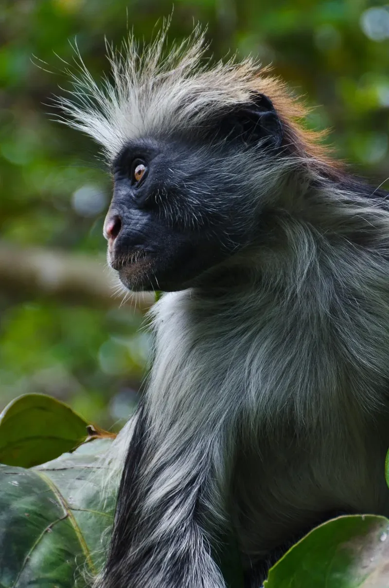 Explore The Best 18 Days Jozani Forest Tour in Zanzibar Island and Beach Holiday