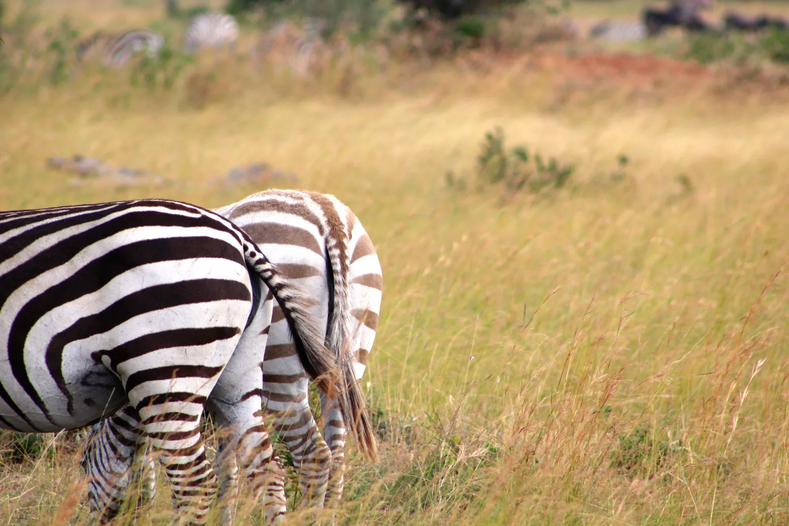 2-Day Amboseli National Park Luxury Adventure - Kenya tours gallery image