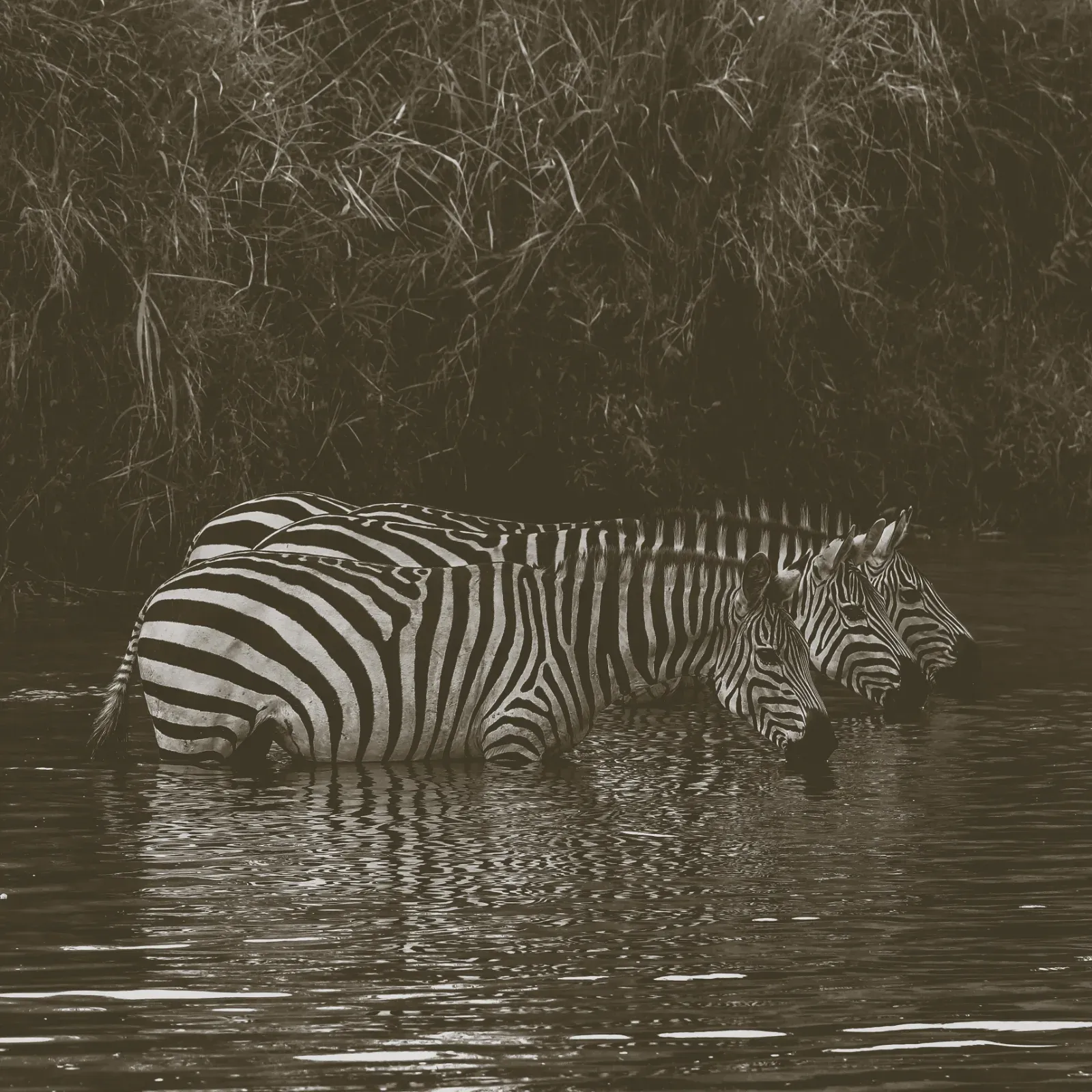 2-Day Amboseli & View of Mt Kilimanjaro - Midrange - Kenya safaris hero photo