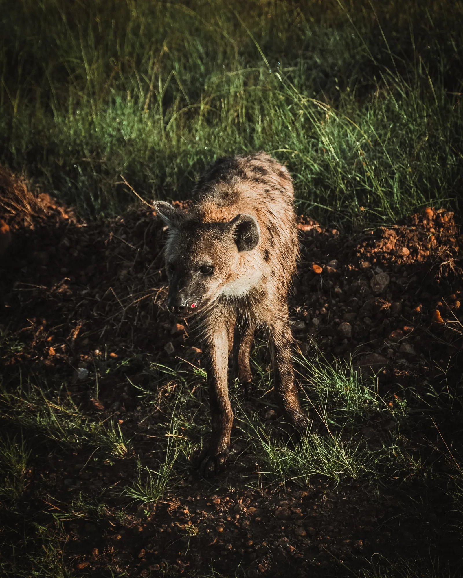 5-Day South Ethiopia-Kenya Border Birding &Wildlife Tour gallery image