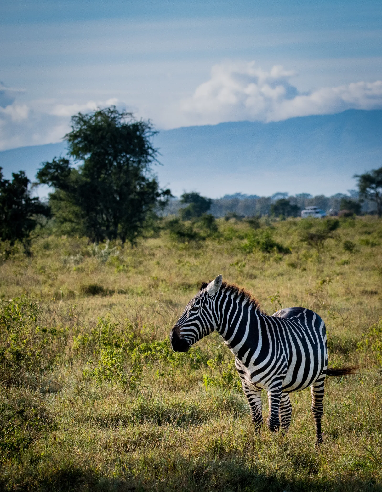 6-Day Tarangire, Ngorongoro Crater & Serengeti Safari - Tanzania safari gallery image