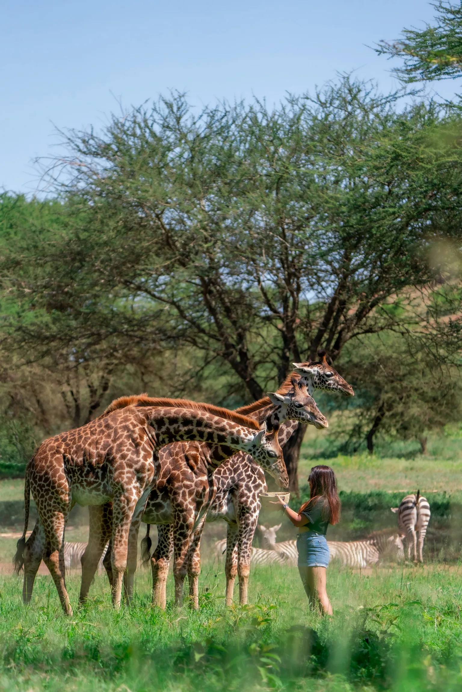 Serval wildlife & Chemka Hot Springs Day trip tour Experience gallery image