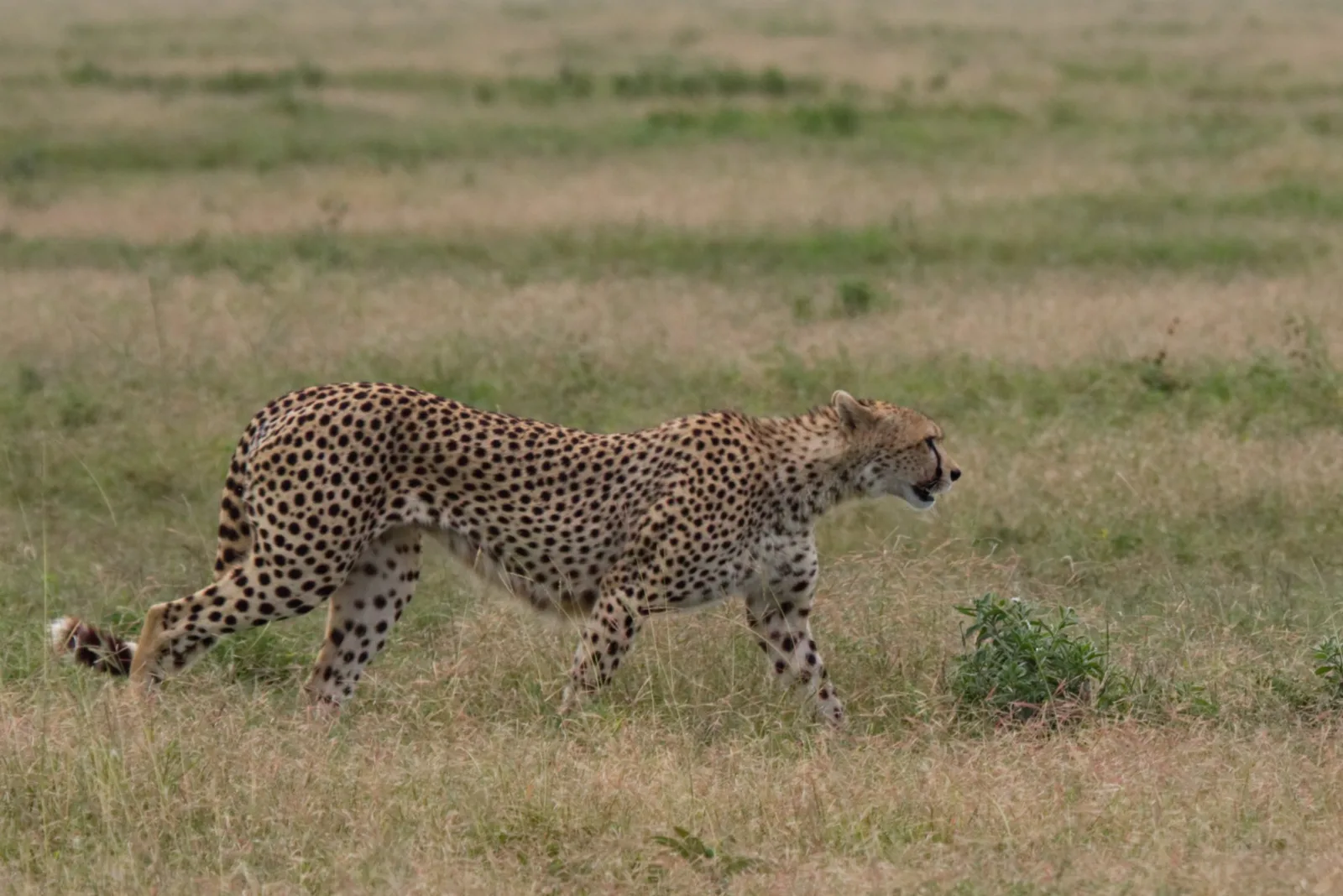 1-Day Mikumi N Park from Zanzibar and Back (Sharing) - Tanzania safari gallery image