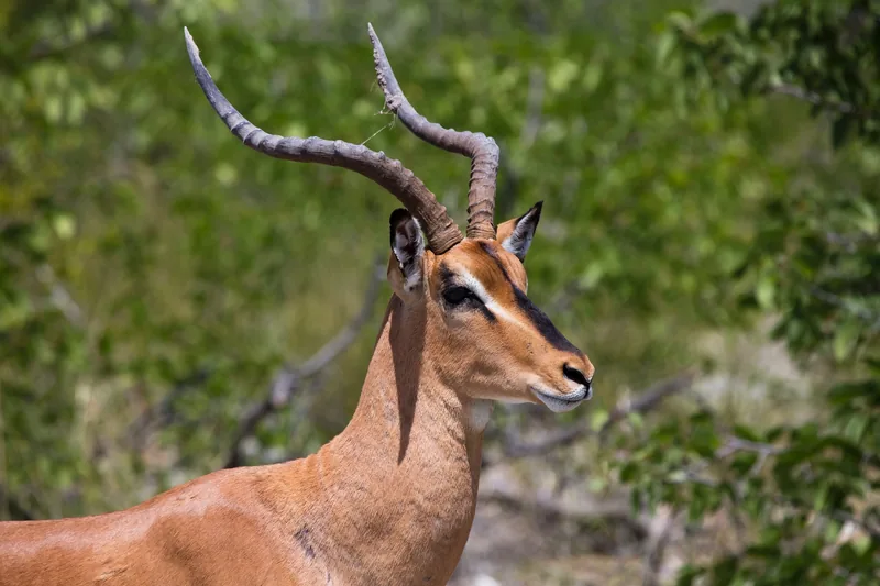 8-Day Unforgettable Luxury Tanzania Safari with Zanzibar - Tanzania safari