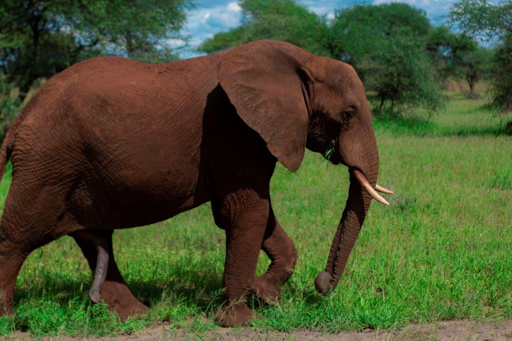 8-Day Kenya Luxury Package - Kenya safaris gallery image