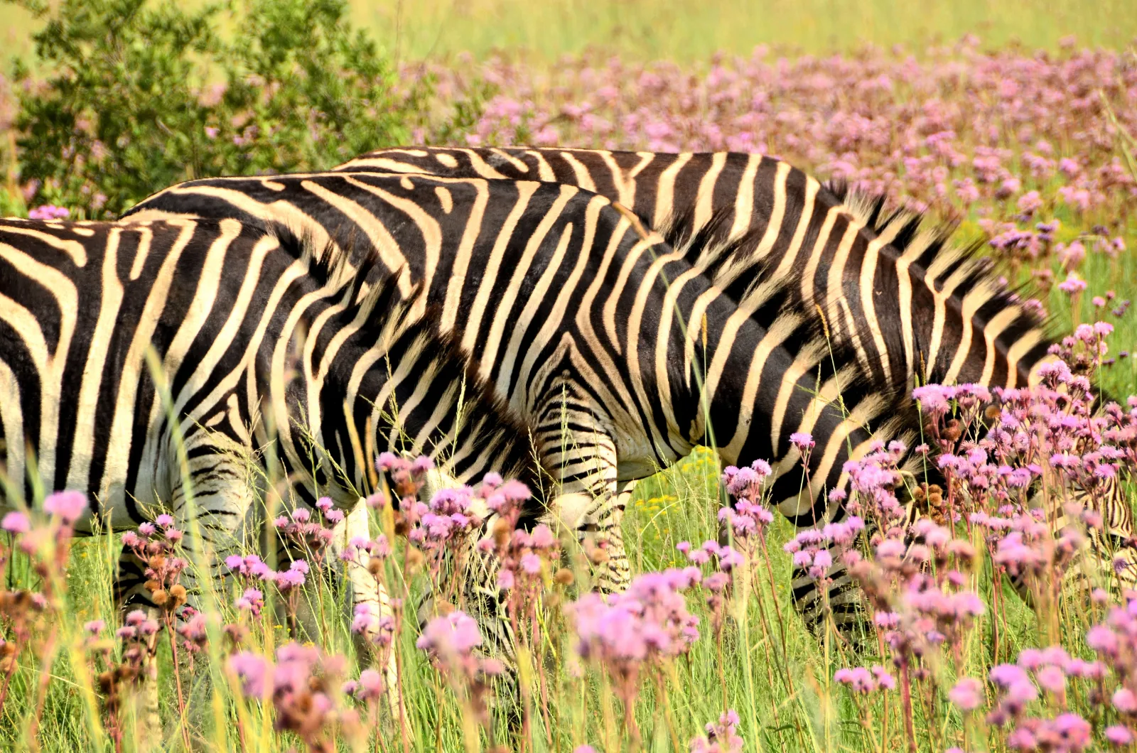 1-Day Nairobi Sunrise Safari & Ultimate Group City Tour - Kenya safaris gallery image