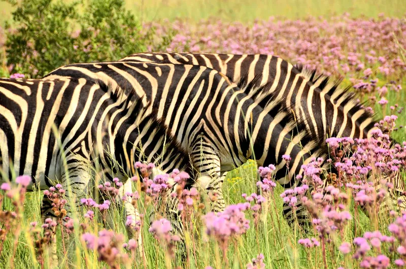1-Day Nairobi Sunrise Safari & Ultimate Group City Tour - Kenya safaris gallery image