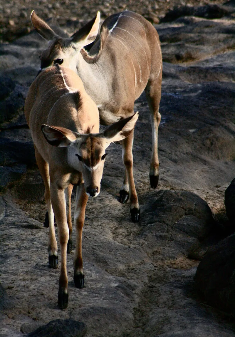 1-Day Nairobi Sunrise Safari & Ultimate Group City Tour - Kenya safaris gallery image