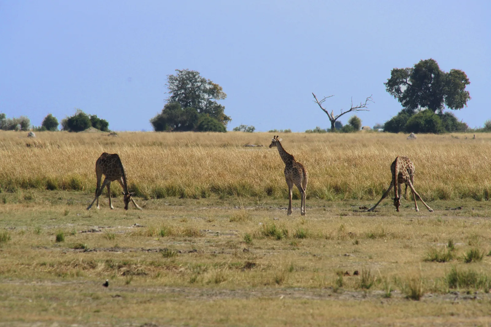 1-Day Nairobi Sunrise Safari & Ultimate Group City Tour - Kenya safaris gallery image