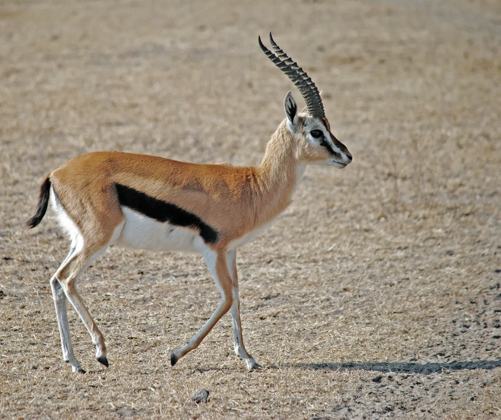 2-Day Epic Wild Maasai Mara -Private Safari Kenya tours hero photo