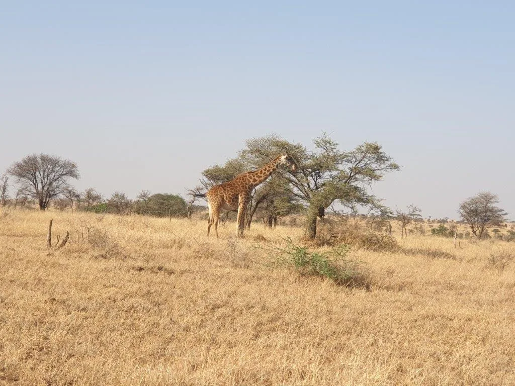 1-Day Lake Manyara Private Safari gallery image