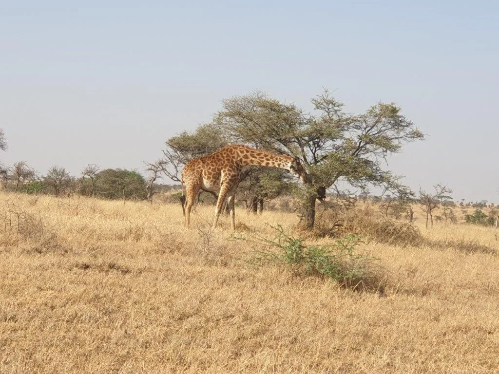 1-Day Short & Sweet Safari from Dar City - Mikumi NP ' - Tanzania safari gallery image