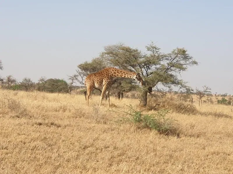 1-Day Short & Sweet Safari from Dar City - Mikumi NP ' - Tanzania safari gallery image