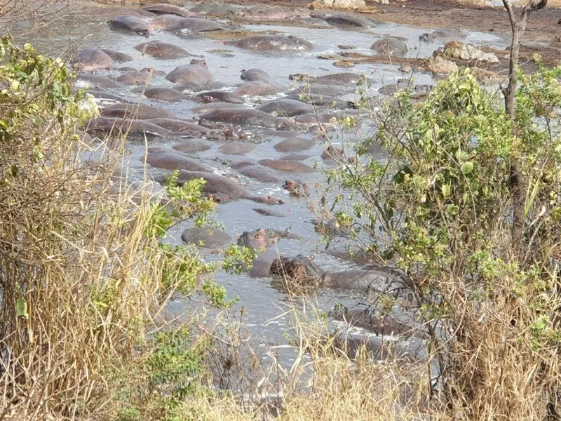 1-Day Short & Sweet Safari from Dar City - Mikumi NP ' - Tanzania safari gallery image