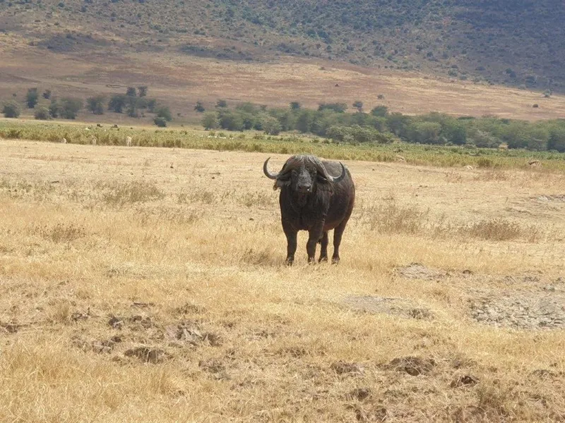 1-Day Mikumi Trip from Dar - Tanzania safari gallery image
