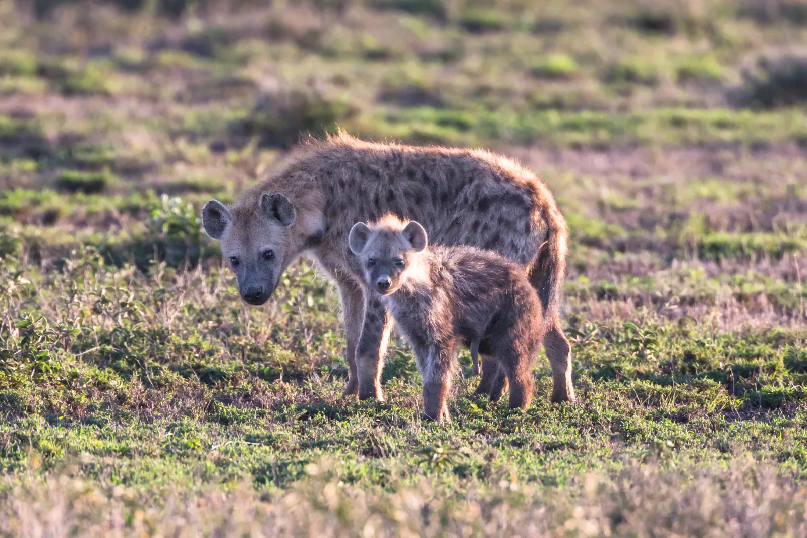 2-Day Masai Mara National Reserve Safari - Kenya safaris gallery image