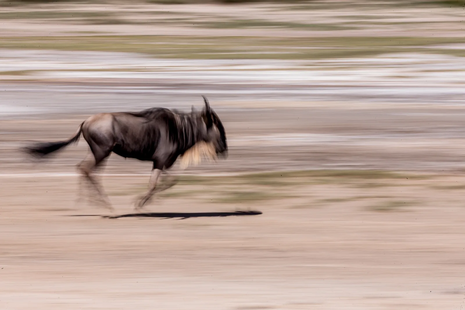 2-Day Masai Mara National Reserve Safari - Kenya safaris gallery image