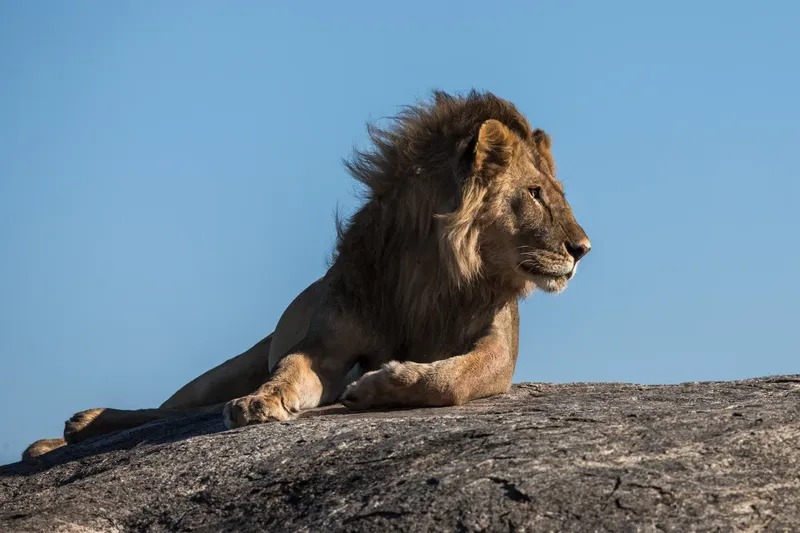 2-Day Masai Mara National Reserve Safari - Kenya safaris gallery image
