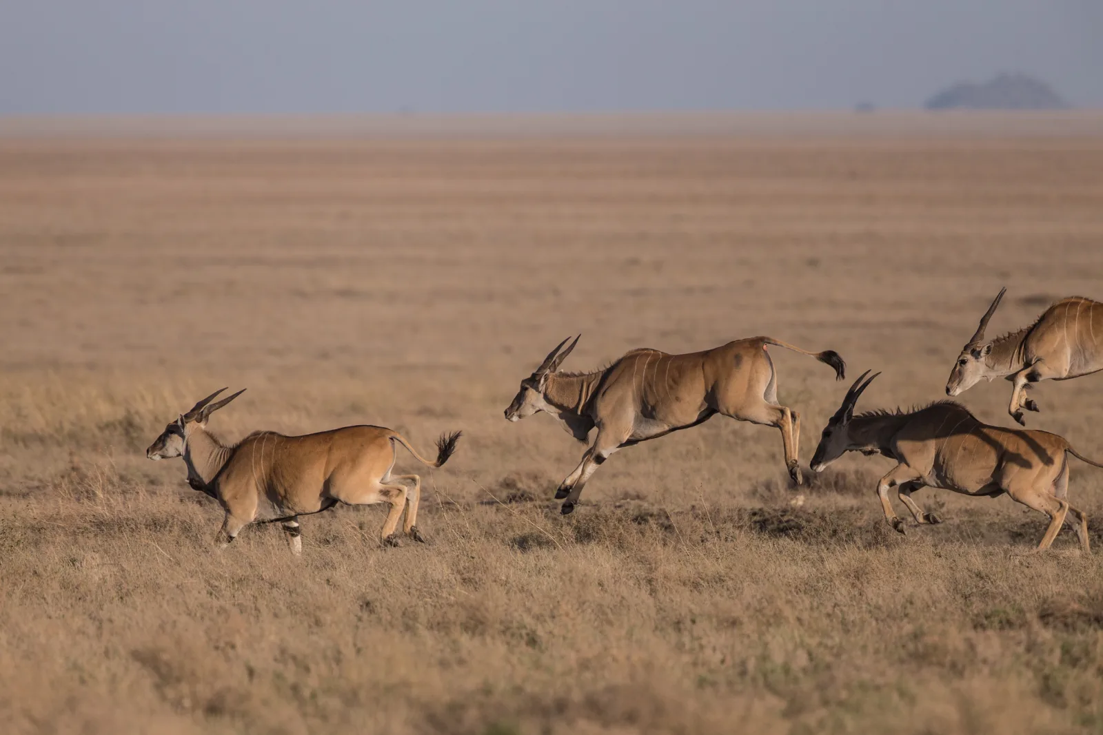 2-Day Masai Mara National Reserve Safari - Kenya safaris gallery image