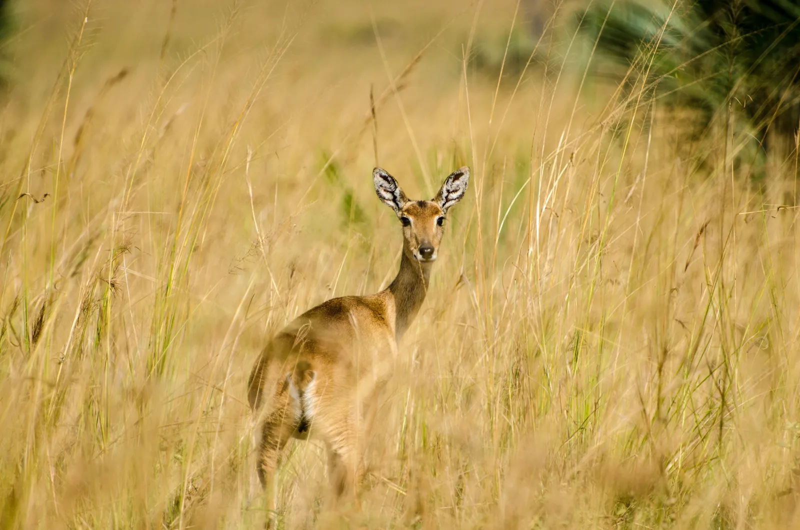 ½-Day The Best of Nairobi National Park - Kenya tours gallery image