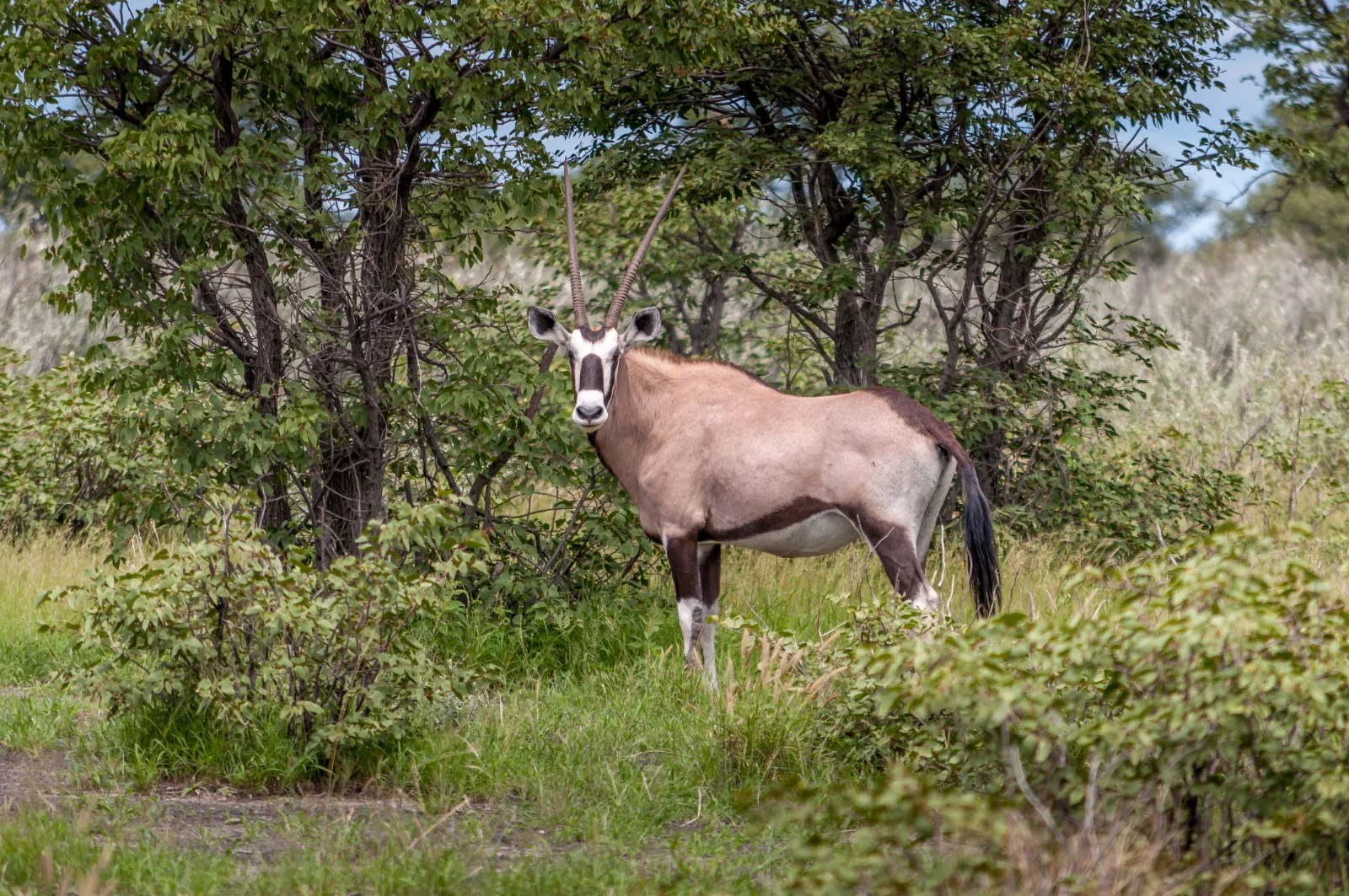 ½-Day The Best of Nairobi National Park - Kenya tours gallery image