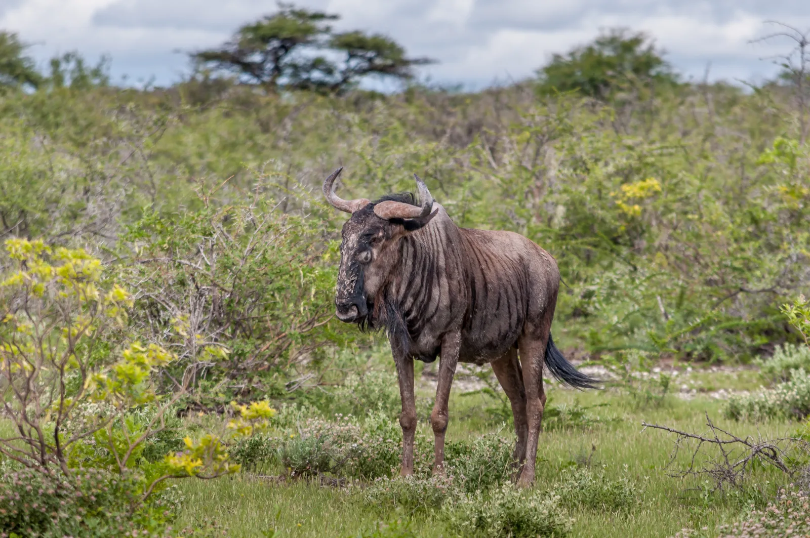 ½-Day The Best of Nairobi National Park - Kenya tours gallery image