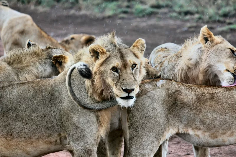 5-Day Addis Ababa Surrounding Tour gallery image