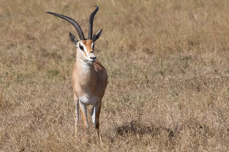 2-Day Masai Mara National Reserve Safari - Kenya safaris gallery image