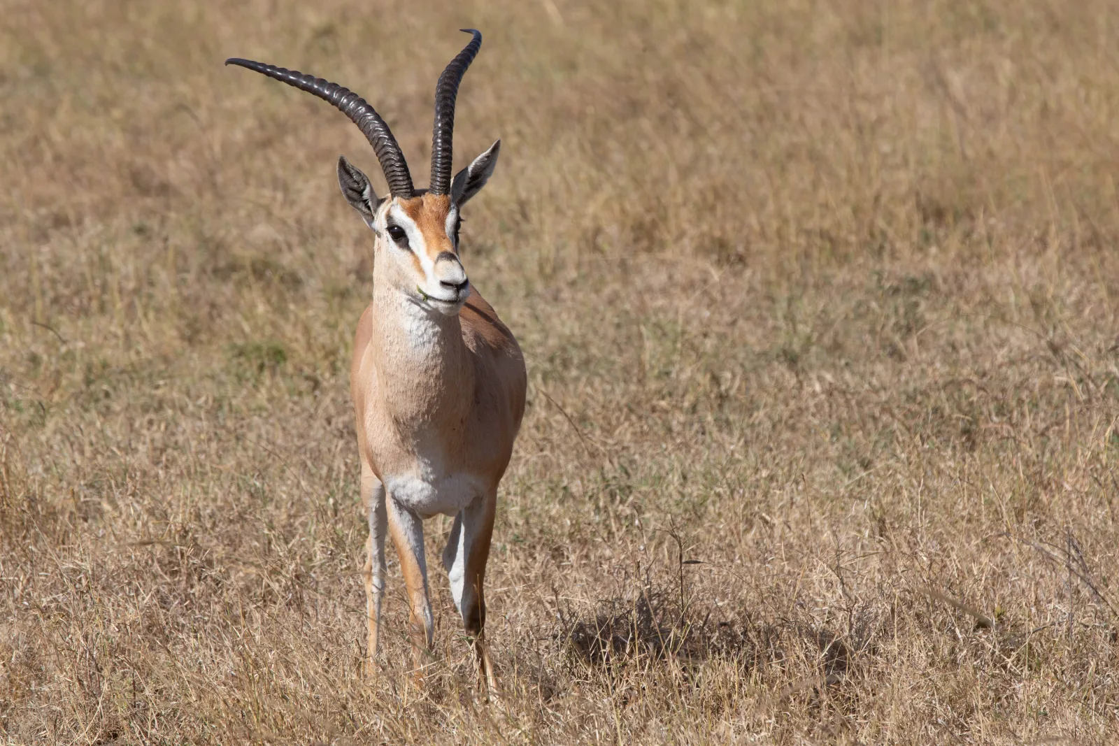 1-Day Crescent Island Sanctuary Lake Naivasha - Kenya tours gallery image