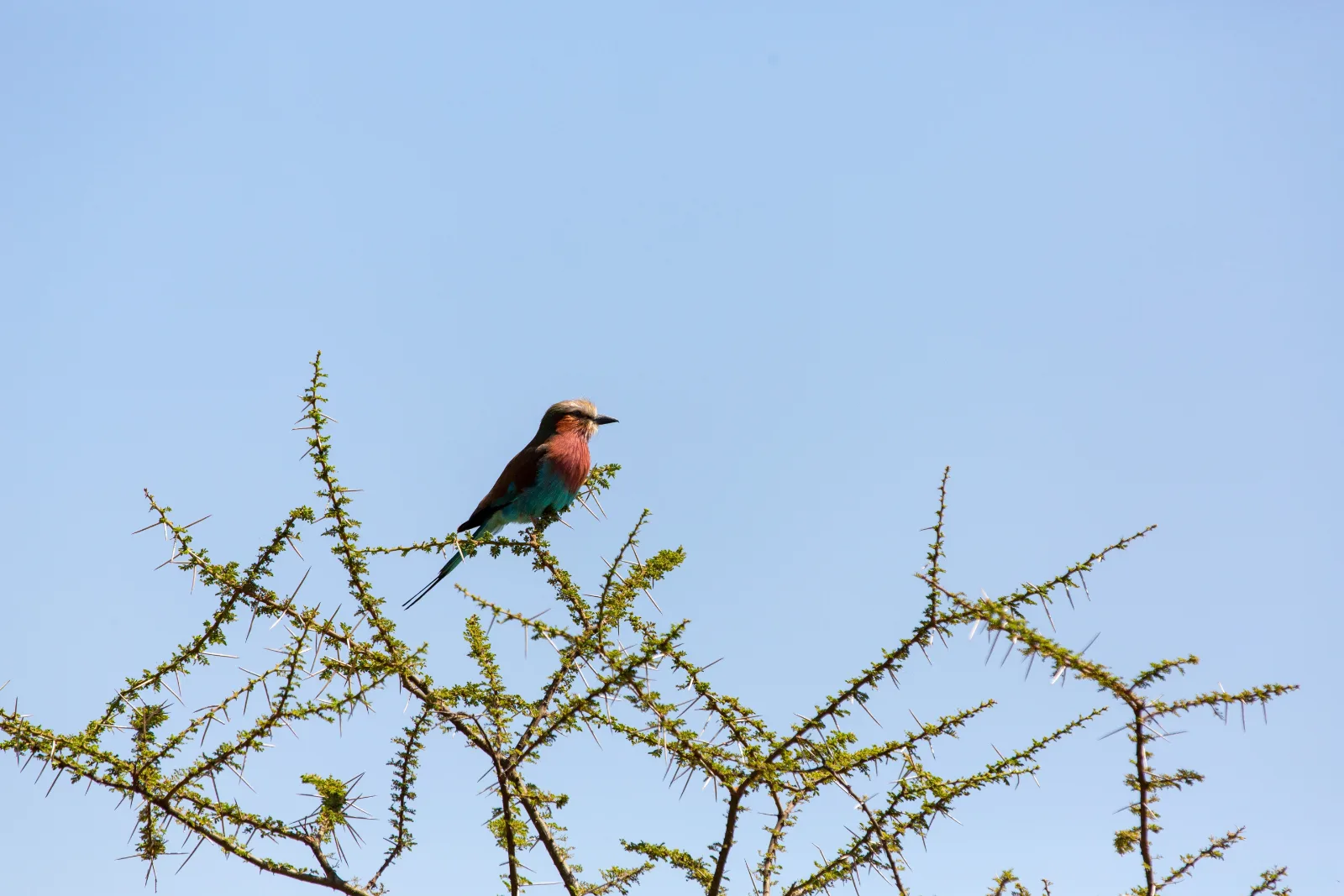 2-Day Masai Mara National Reserve Safari - Kenya safaris gallery image
