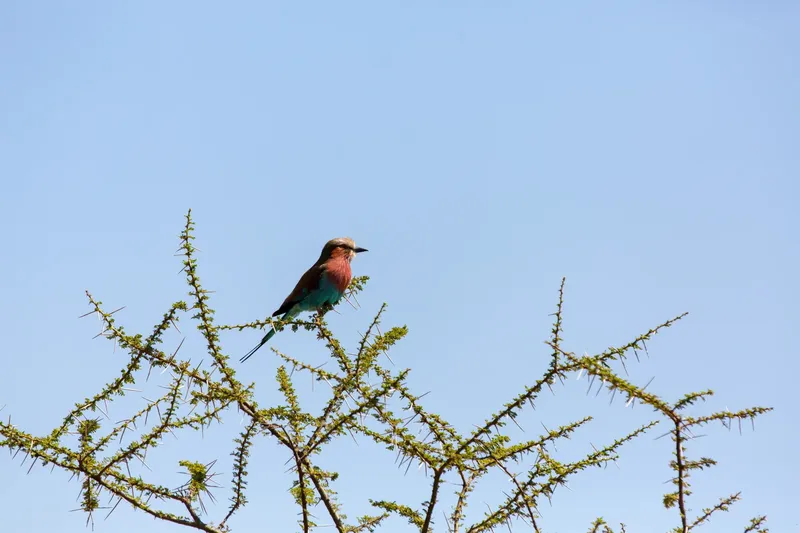 2-Day Masai Mara National Reserve Safari - Kenya safaris gallery image
