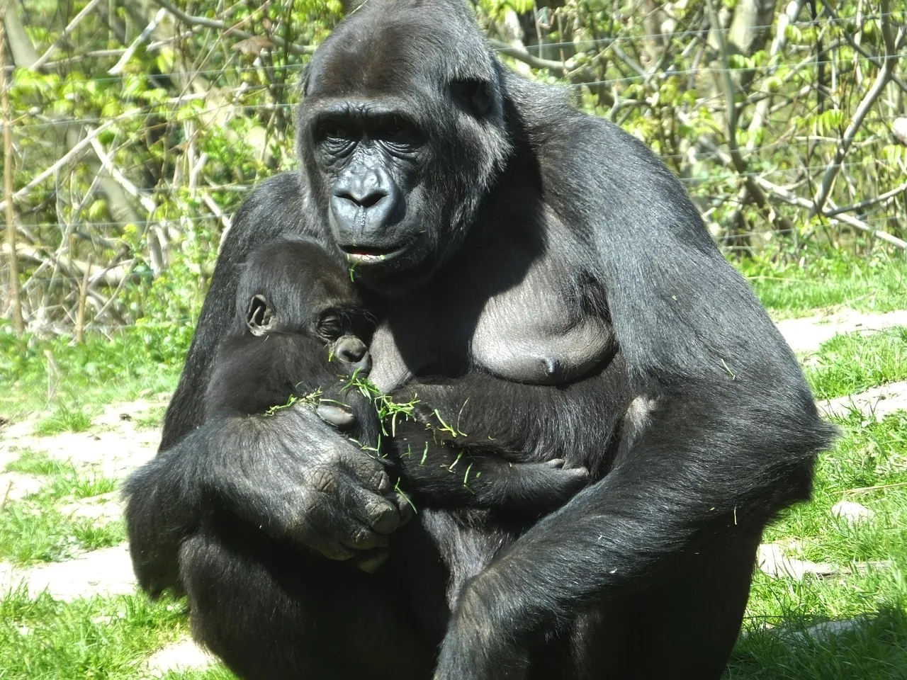3-Day Gorilla Trekking Budget Safari in Uganda - Uganda gallery image