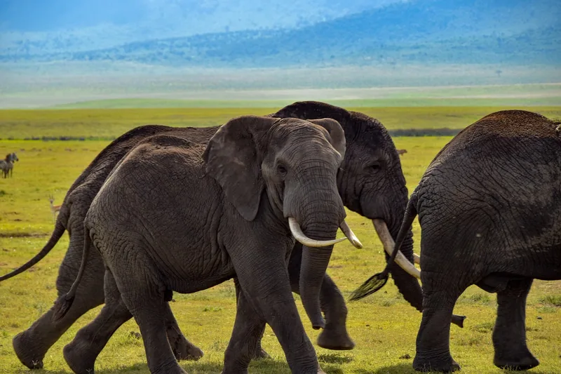 8-Day Luxury Safari to Tanzania and Zanzibar Beach - Tanzania safari