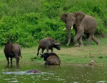 7-Day Amboseli Lake Nakuru and Maasai Mara 2025 - Kenya tours gallery image