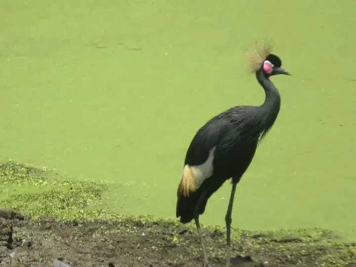 7-Day Amboseli Lake Nakuru and Maasai Mara 2025 - Kenya tours gallery image