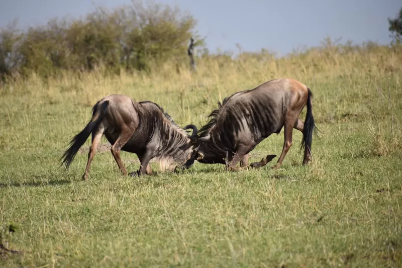 1 Day Experience Mikumi National Park with Return Fights - Tanzania safari